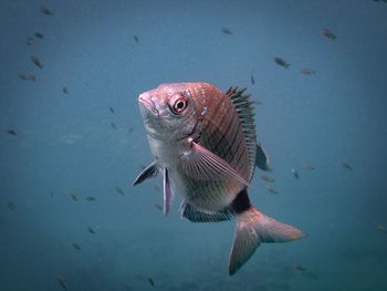 Close-up of fish swimming in sea