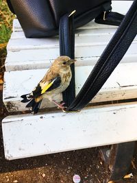 Close-up of bird perching on metal