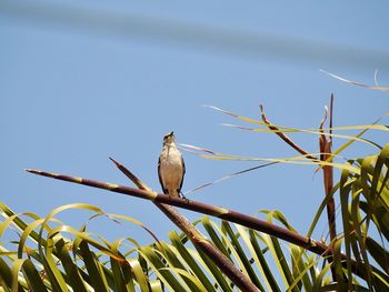 Low angle view of bird perching on branch against sky