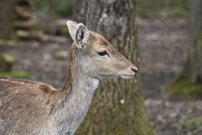 Close-up of deer looking away