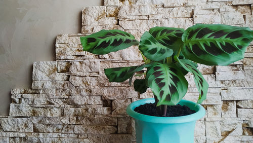 Close-up of potted plant against wall