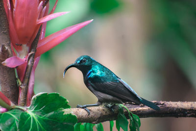 Close-up of bird perching on branch