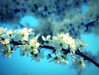 Close-up of white flowers