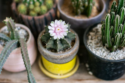 Close-up of potted plant