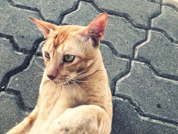 Portrait of cat sitting on street