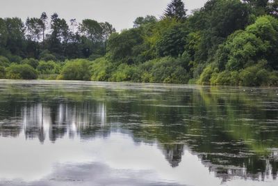 Reflection of trees in calm lake