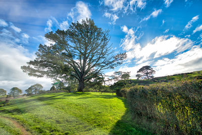 Trees on field against sky