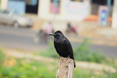 A raven crow sitting on pole