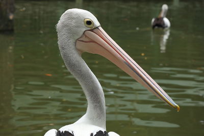 View of birds in lake