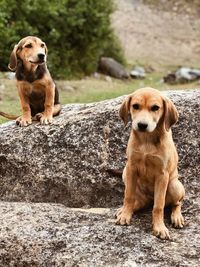 Portrait of dog sitting on rock