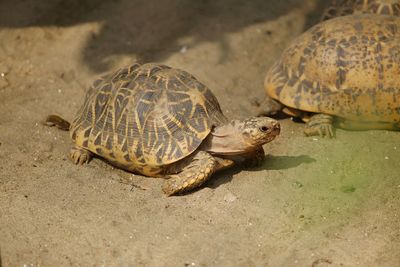 High angle view of tortoise swimming in water