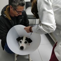 Doctor putting cone collar to dog at hospital