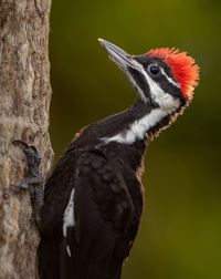 Close-up of a bird