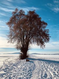 Trees on snow covered field against sky