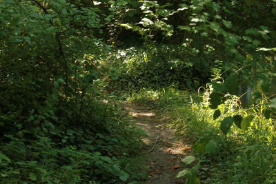 Plants and trees in forest