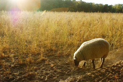 Sheep grazing in a field