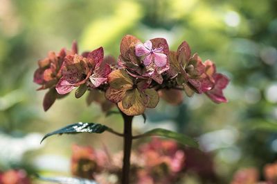 Close-up of flower buds