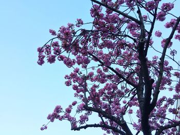 Low angle view of pink flowers against blue sky