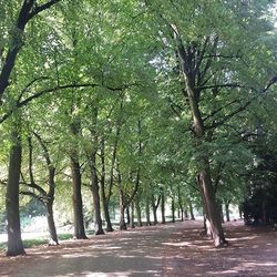 Footpath leading towards trees