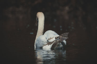 Swan swimming in lake