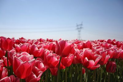 Red tulips blooming on field