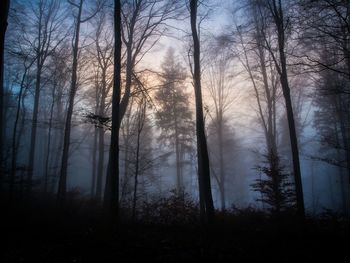 Bare trees in forest