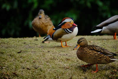 Close-up of birds on field