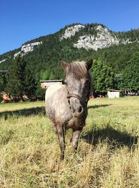 Horse on field by mountain against clear sky