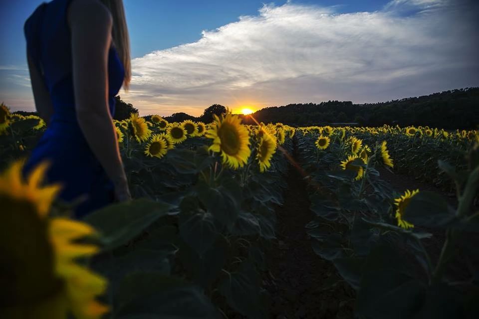 flower, growth, plant, beauty in nature, yellow, freshness, field, sky, nature, petal, fragility, leaf, sunlight, flower head, sunflower, rural scene, agriculture, one person, sunset, close-up