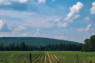 Scenic view of vineyard against sky