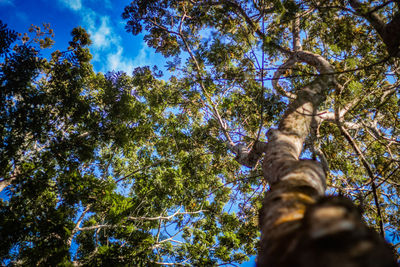 Low angle view of trees against sky