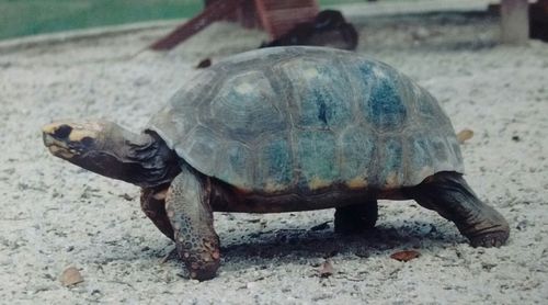 Close-up of tortoise