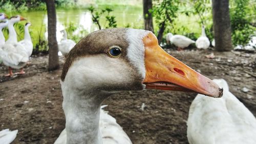 Close-up of a bird