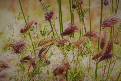 Close-up of flowering plants on field