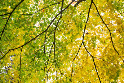 Low angle view of trees in forest