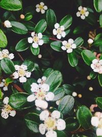 Close-up of white flowers