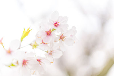 Close-up of pink cherry blossoms