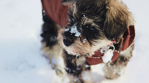 Close-up of dog