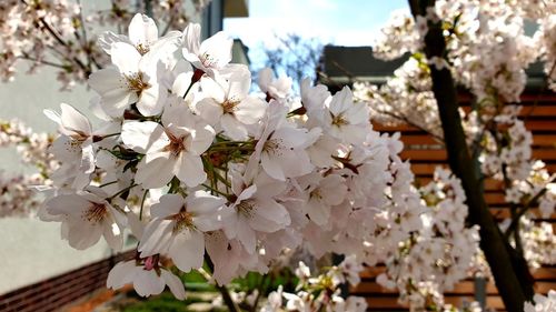 Close-up of white cherry blossoms