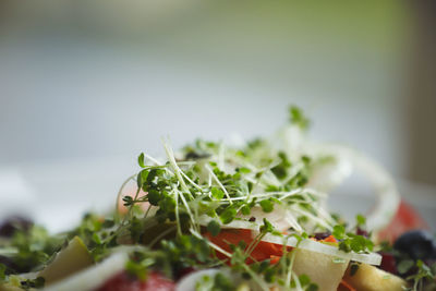 Close-up of microgreens with salad