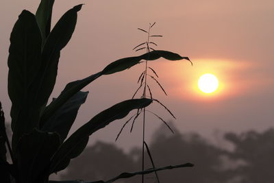 Low angle view of silhouette plant against orange sky