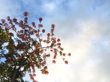 Low angle view of flowering plant against cloudy sky