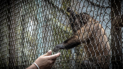 Monkeys in a zoo