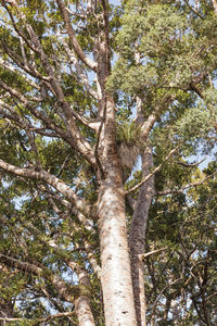 Low angle view of tree against sky