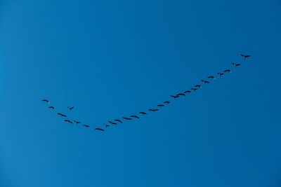 Low angle view of birds flying in sky