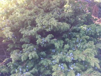 Full frame shot of plants growing in forest