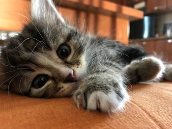 Close-up portrait of a cat