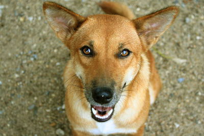 Close-up portrait of dog