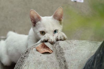 Close-up of cat