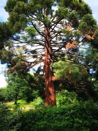 Low angle view of trees in forest